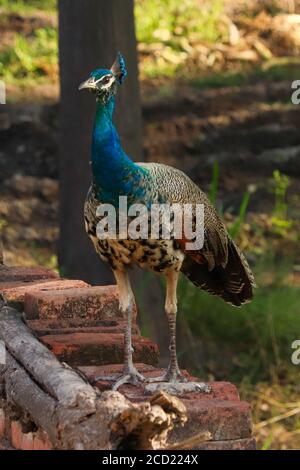 Porträt eines jungen Pfaus an der Wand. Indische Peafowls werden sehr häufig in ländlichen Gebieten von Punjab, Indien, gesehen. Stockfoto