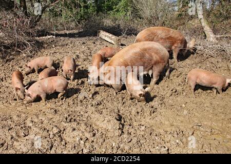 Schweine halten sich in braunem, klebrigen Schlamm auf Stockfoto