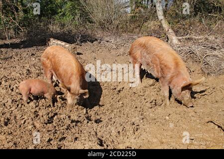 Schweine halten sich in braunem, klebrigen Schlamm auf Stockfoto