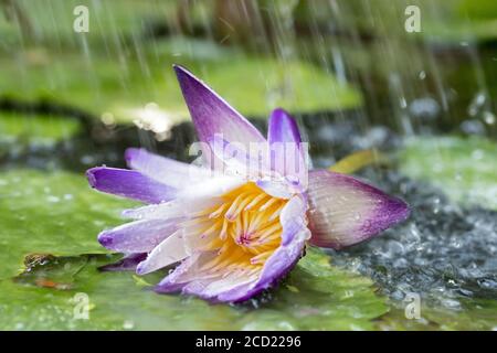 Ein Regen fällt hinunter zum Teich mit bunten Seerosen, Nahaufnahme Stockfoto