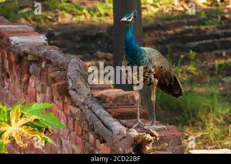 Ein junger Pfau auf einer Mauer, die in den Hinterhöfen herumstreift. Indische Peafowls werden sehr häufig in ländlichen Gebieten von Punjab, Indien, gesehen. Stockfoto