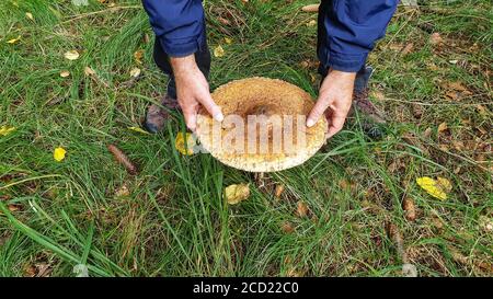 Draufsicht auf männliche Hände, die einen Pilz mit einem halten Große Mütze Stockfoto