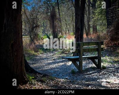 The Woodlands TX USA - 02-28-2020 - Alte Holzbank In Woods by Path Stockfoto