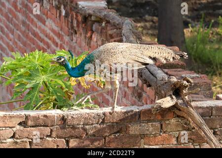 Ein junger Pfau, der auf EINER Mauer im Hinterhof läuft. Indische Peafowls werden sehr häufig in ländlichen Gebieten von Punjab, Indien, gesehen. Stockfoto