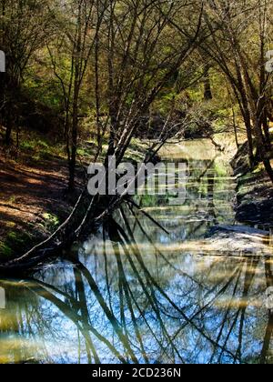 The Woodlands TX USA - 02-28-2020 - Reflection of Tree Im Stream Stockfoto