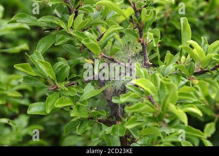 Nahaufnahme eines nistenden Netzes von Schmetterlingsraupen An den Ästen eines Baumes hängen Stockfoto