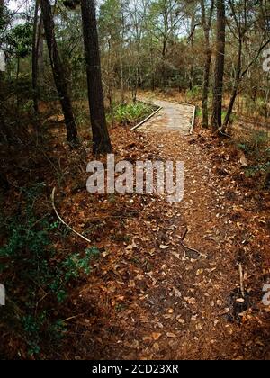 The Woodlands TX USA - 01-09-2020 - Trail to Wooden Bridge in Woods Stockfoto