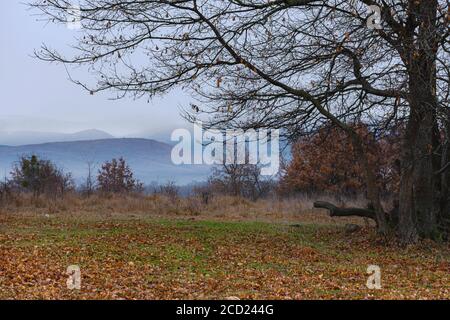 Große Herbsteiche mit gelben Blättern auf einer Wiese. Herbsteiche mit gefallenen Blättern steht allein auf dem Feld. Russische Herbstlandschaft mit einer großen Eiche Stockfoto
