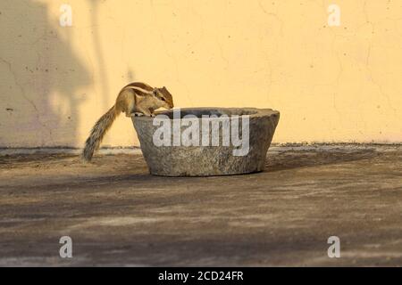 Nördliche Palmenhörnchen (Funambulus pennantii) kamen, um Wasser zu trinken. Ein sehr häufiges indisches Eichhörnchen in ländlichen und städtischen gesehen. Auch die fünf-Streifen genannt Stockfoto