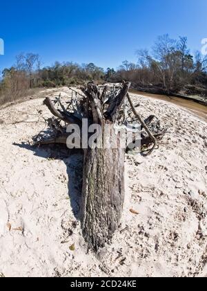 The Woodlands TX USA - 01-20-2020 - Baumwurzeln in Ein Sandy River Bett 2 Stockfoto