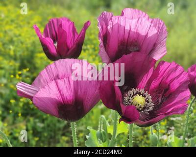 Opium Mohnblume auf grünem natürlichen Hintergrund. Opium Mohnfelder. Stockfoto