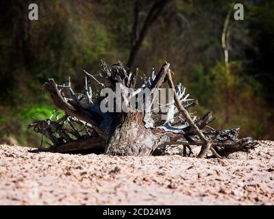 The Woodlands TX USA - 01-20-2020 - Baumwurzeln in Ein Sandy River Bed Stockfoto