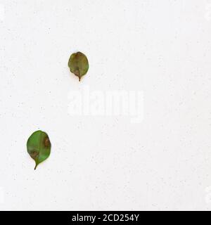 The Woodlands TX USA - 01-20-2020 - zwei grüne Leafs Auf weißem Hintergrund Stockfoto