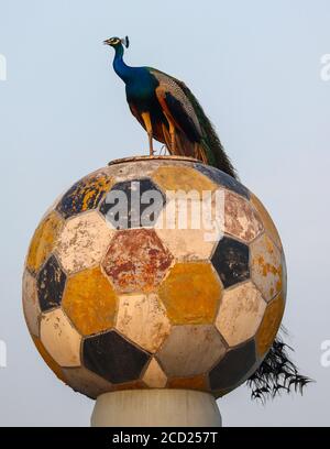 Ein schöner Pfau sitzt auf einem Fußball-Wasserbehälter, solche Ansichten sind sehr häufig in meinem Dorf als indische Peafowls sind sehr häufig in ländlichen Gebieten gesehen Stockfoto