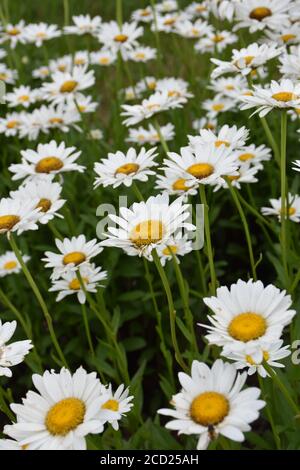 Bereich der Gänseblümchen Stockfoto