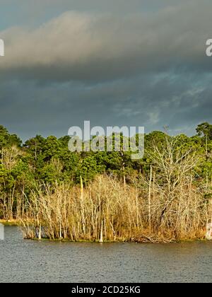 The Woodlands TX USA - 01-20-2020 - Winter Woods by See Stockfoto