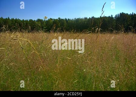 Ein Feld mit wirklich langen Grashalmen mit einem Wald und blauer Himmel dahinter Stockfoto