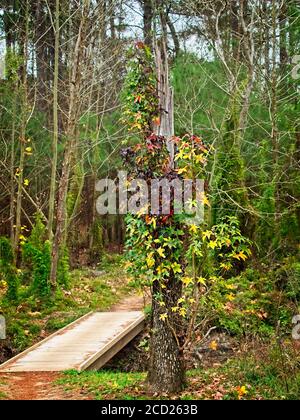 The Woodlands TX USA - 01-09-2020 - Holzbrücke in Von Tree in Woods Stockfoto