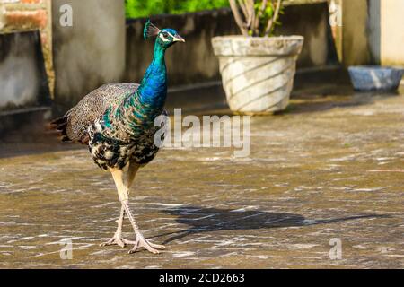 Ein schöner junger Pfau in meinem Terrassengarten, in Punjab, Indien. Pfauen und Pfauen sind sehr häufig zu sehen. Männliche Pfauen werden als Pfau bezeichnet Stockfoto