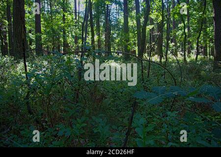 Natürliche Heidelbeersträucher mit einem Kiefernwald im Hintergrund Stockfoto