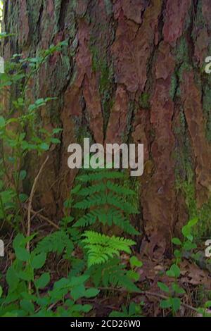 Eine Nahaufnahme von Baumrinde mit Waldgrün an Unten Stockfoto