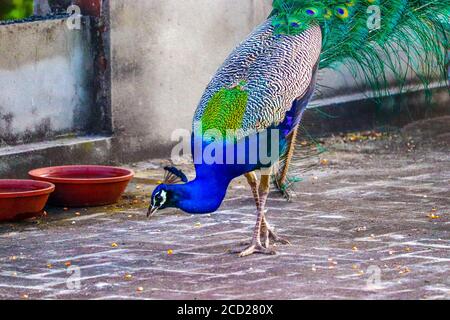 Ein wunderschöner Pfau, der Mais und Getreide auf meiner Terrasse in Jalandhar, Punjab, Indien, isst. Pfauen und Pfauen werden in Dörfern sehr häufig gesehen. Stockfoto