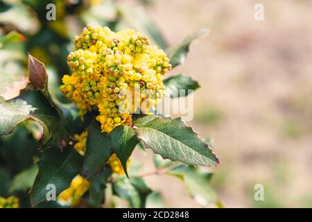 Schöne gelbe Ilex Blüten, Ilex aquifolium, im Frühjahr vor Bokeh Hintergrund Stockfoto