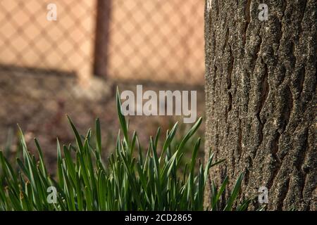 Nahaufnahme der Unterseite von einem Baumstamm mit grünen Pflanzen und Gras auf den Boden mit Sunbeam shine on it. Stockfoto