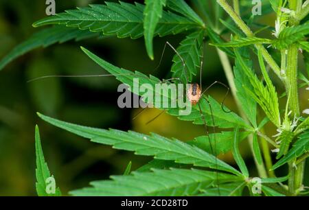 Vadnais Heights, Minnesota. John H. Allison Forest. Eastern Daddy-Long-Legs oder auch als Harvestmen. 'Leiobunum vittatum' Papa lange Beine sind Ara Stockfoto