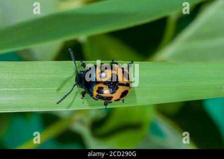 Vadnais Heights, Minnesota. Sumpf Milkweed Leaf Beetle, Labidomera clivicollis. Kriechen auf dem Grasstamm. Stockfoto