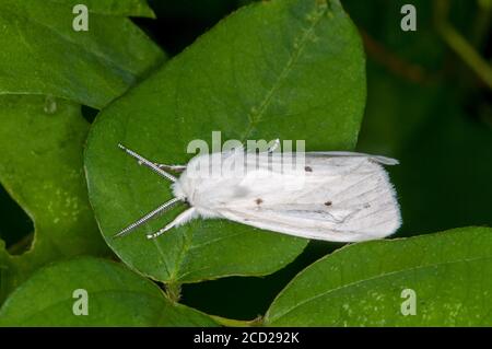 Vadnais Heights, Minnesota. John H. Allison Forest. Virginian Tiger Moth oder Gelbe Woolybear Moth, Spilosoma virginica ruht auf einem Blatt. Stockfoto