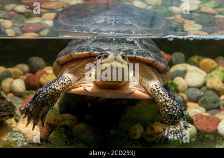 White Bear Lake, Minnesota. Tamarak Nature Center. Blanding's Turtle, Emydoidea blandingii. Stockfoto