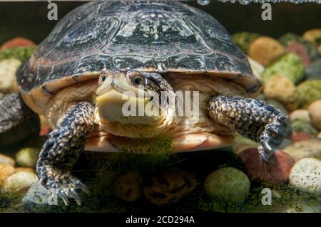 White Bear Lake, Minnesota. Tamarak Nature Center. Blanding's Turtle, Emydoidea blandingii. Stockfoto