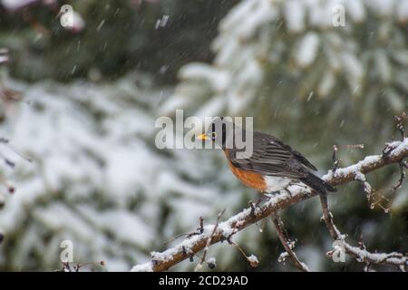 Vadnais Heights, Minnesota. American Robin, Turdus migratorius sitzt auf einem Zweig in einem Frühjahr Schneefall. Stockfoto