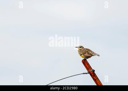 South Dakota. Badlands National Park. Westmeadowlark, Sturnella vernachlässecta auf einem Fencepost sitzend. Stockfoto