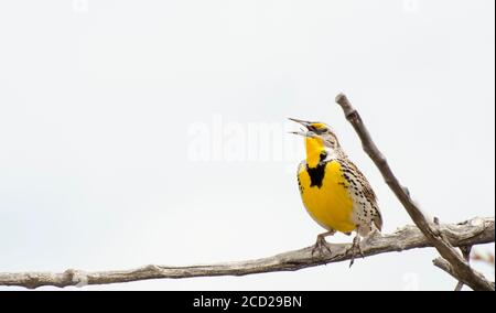 South Dakota. Badlands National Park. Westmeadowlark, Sturnella vernachlässecta beim Singen auf einem Ast. Stockfoto