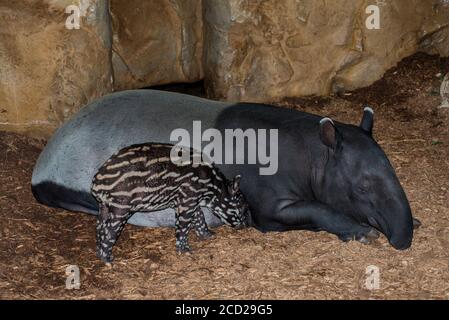 Apple Valley, Minnesota. Minnesota Zoo. Baby weiblich Malayan Tapir, Tapirus Inducus mit Mutter ist eine gefährdete Art. Stockfoto