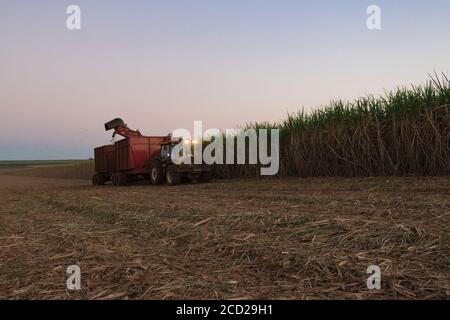 Zuckerrohr - Erntemaschine, die an einem Zuckerrohr arbeitet. Stockfoto