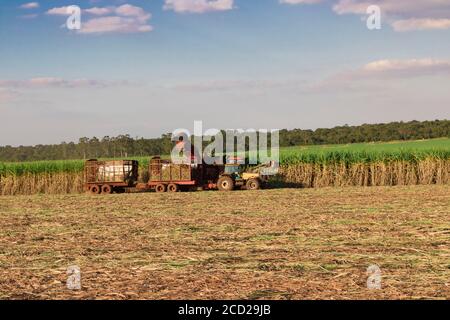 Zuckerrohr - Erntemaschine, die an einem Zuckerrohr arbeitet. Stockfoto