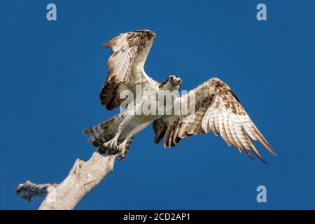 Ein ausgewachsener Fischadler (Pandion haliaetus) fliegt von seinem Barsch auf einem toten Baum an der Golfküste Floridas. Stockfoto