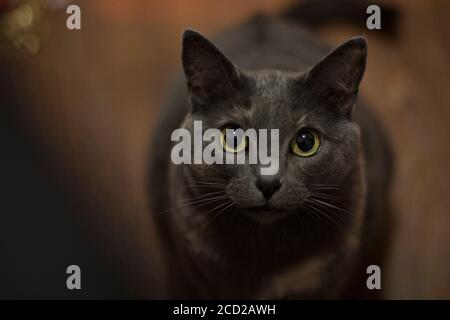 Niedliche graue Katze, die Sie anschaut, mit einer geringen Schärfentiefe Stockfoto