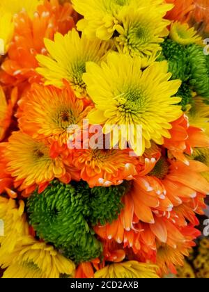 Bunt gefärbte Gänseblümchen in orange mit gelben Chrysanthemen Blüten Stockfoto