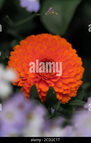 Vertikale Aufnahme einer schönen orangefarbenen Pot Marigold Blume aufgenommen In einem Wald Stockfoto