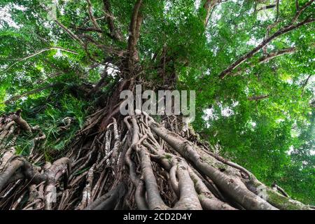 Aufragende 600 Jahre alte Balite Baum in Maria Aurora, Philippinen Stockfoto