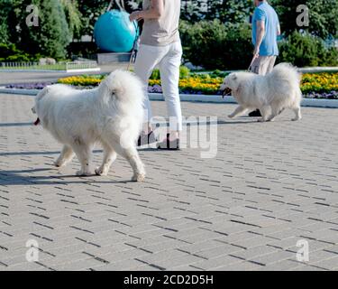 Familie von zwei Samoyed Hunde zu Fuß auf der Straße. Stockfoto