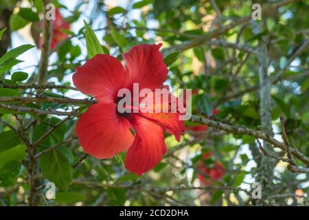 China Rose Blume im Freien am Sommer Hibiscus rosa-sinensis Stockfoto