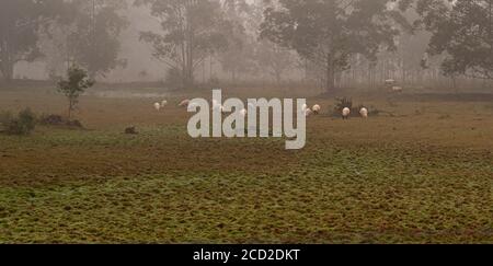 Schafe weiden. Lichtdurchlässiger Morgen. Starker Nebel. Bauernhöfe Bereich im Süden Brasiliens. Schafzucht. Nasses und nasses Gelände. Stockfoto