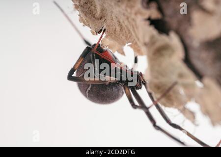 Nahaufnahme der braunen Witwe Spinne Stockfoto