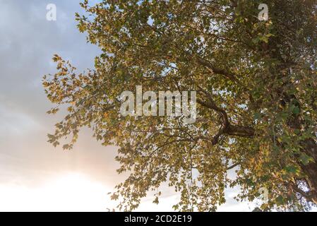 Ahornblätter. Die Pflanzen sind Bäume der Gattung Platanus, der Familie Platanaceae, die in Eurasien und Nordamerika heimisch sind. Sie sind Typica Stockfoto