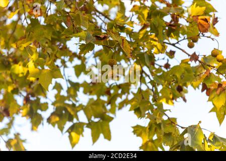 Ahornblätter. Die Pflanzen sind Bäume der Gattung Platanus, der Familie Platanaceae, die in Eurasien und Nordamerika heimisch sind. Sie sind Typica Stockfoto